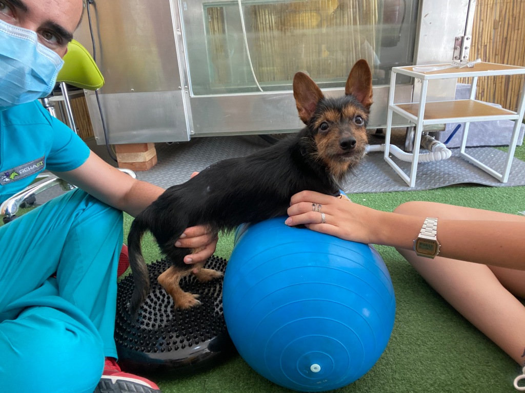 Rehafivet