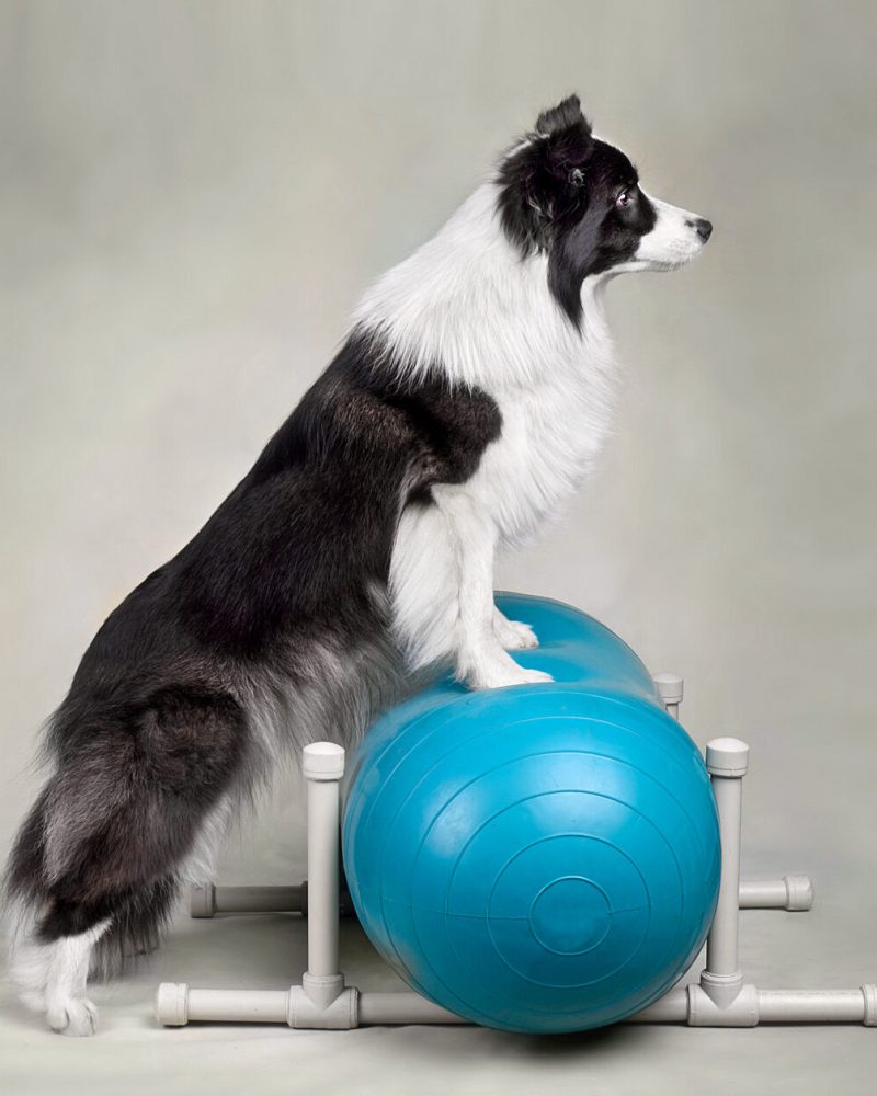 Funny Border collie trainig on a balance peanut ball in the dog fitness club