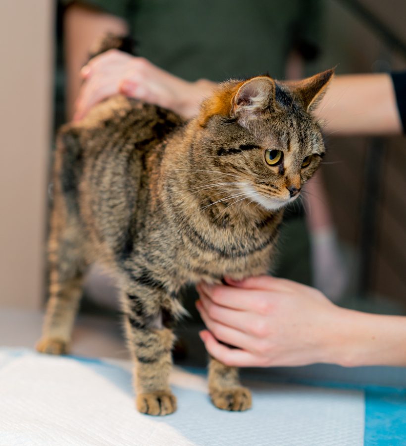 in a veterinary clinic veterinarian doctor massages a cat after the procedure the owner stretches her hands